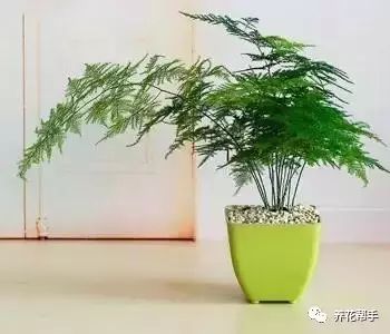 室内植物养护专家招聘启事，打造健康绿色室内环境的核心力量