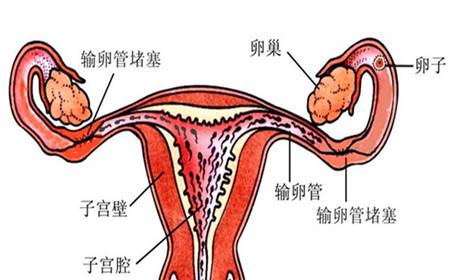 通草的功效与作用能通输卵管堵塞_决策资料解答落实_iPhone137.74.24.142