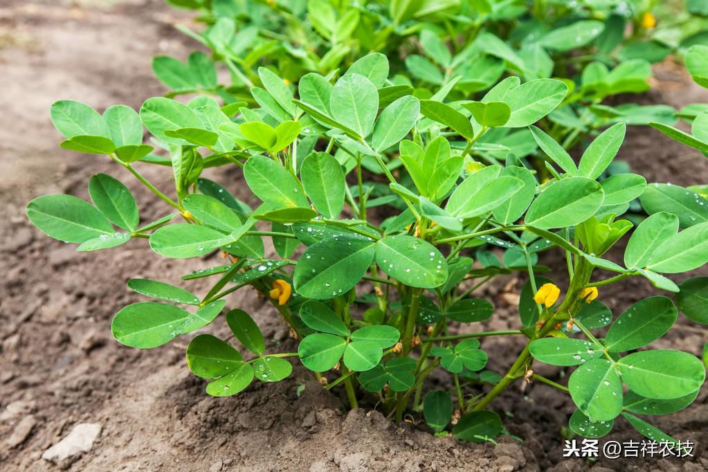 辽宁花生价格最新行情解析