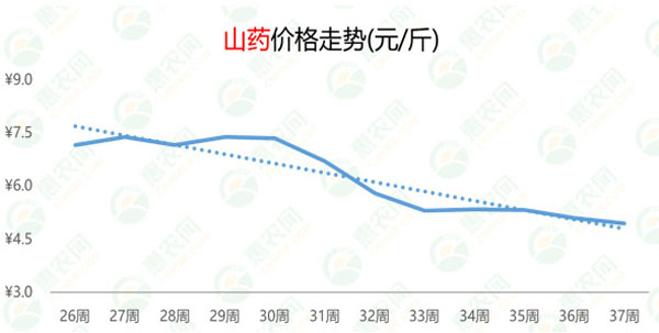 山东山药最新走势解析