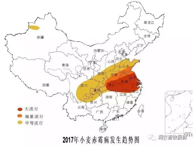 2017年麸皮最新价格动态与市场深度分析