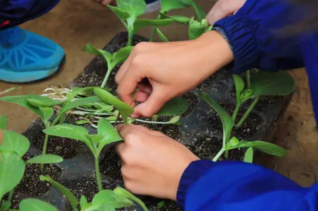 西瓜嫁接技术最新视频教程，轻松掌握高效种植嫁接技巧