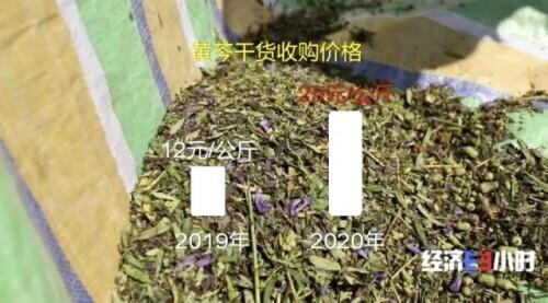 干黄芩价格最新动态及市场走势与影响因素解析